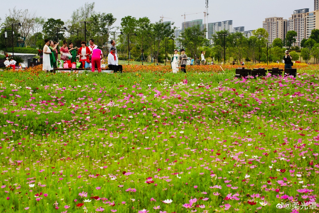 【圖說淮南】——淮南的中央公園的花一定不能錯過！