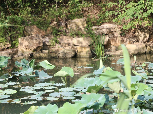 【圖說淮南】——淮南龍湖公園的夏景是什么樣的？