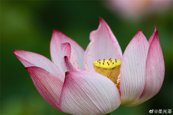 【圖說淮南】——一朵芙蕖，開過尚盈盈