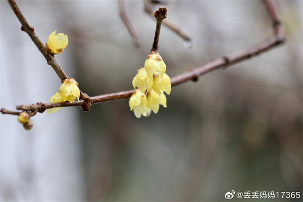 【圖說淮南】——墻角數(shù)枝梅，凌寒獨自開