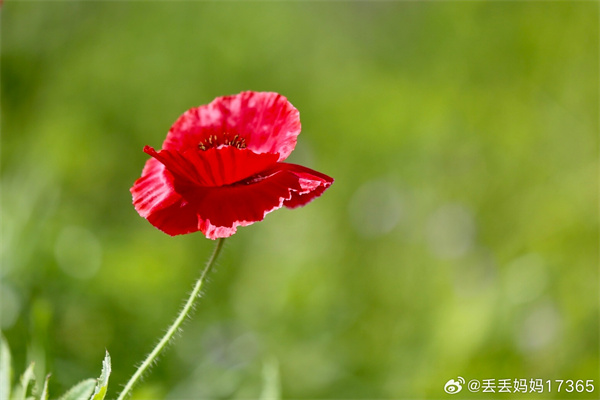 【圖說淮南】——初夏的花兒 