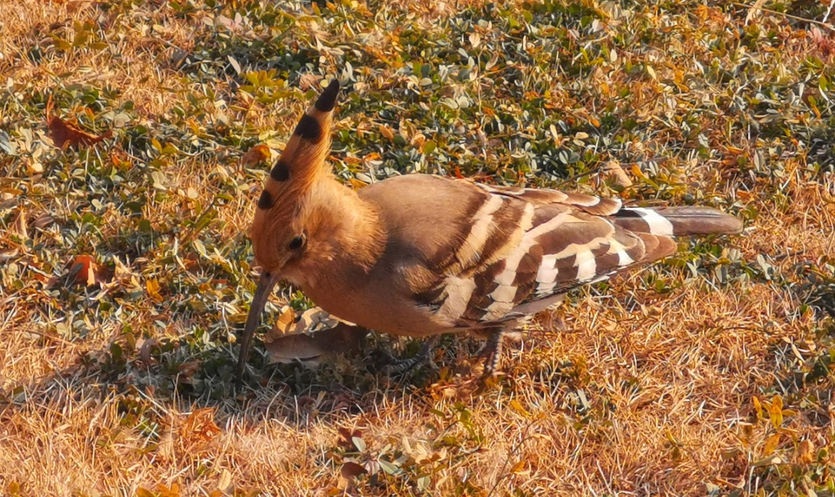 圖說淮南——“戴勝鳥”現(xiàn)身大通濕地公園